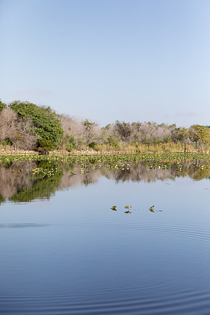 sara_kauss_photography_1119_everglades_03312025