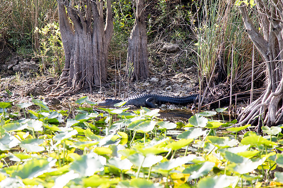 sara_kauss_photography_1218_everglades_03312025
