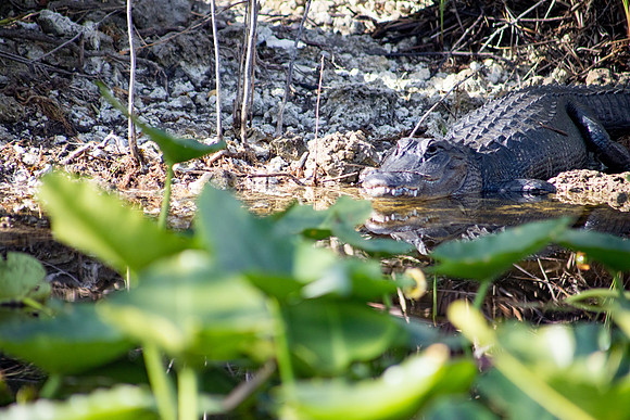 sara_kauss_photography_1221_everglades_03312025