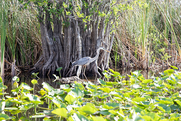 sara_kauss_photography_1234_everglades_03312025