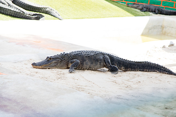 sara_kauss_photography_1625_everglades_03312025
