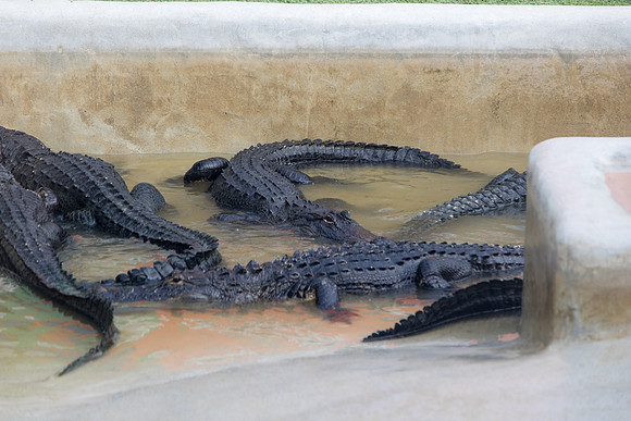 sara_kauss_photography_1939_everglades2_04012025