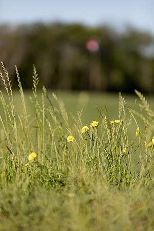 sara_kauss_photography_1800_golf
