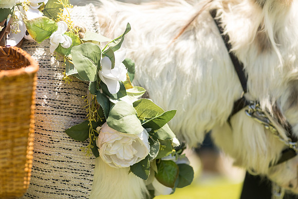 mariachi_sara_kauss_photography_2274_HR