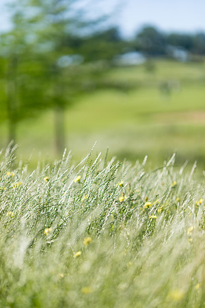 sara_kauss_photography_8307_golf