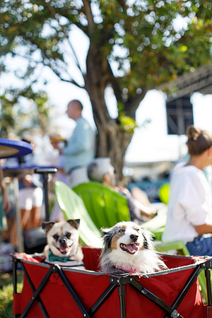 20260221_SaraKaussPhotography_TurtleFest_0831_LR