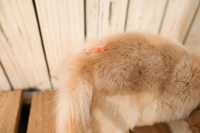 Orange_Girl