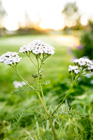 sara-kauss-photography-0942