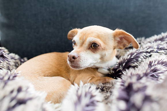 sara_kauss_photography_1914