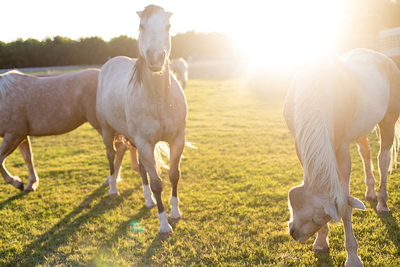 sara-kauss-photography-9178