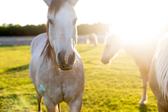 sara-kauss-photography-9176