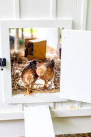 2022_04_27 CNW Chicken Coop