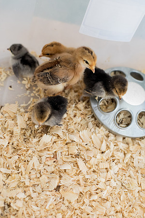 sara-kauss-photography-4083